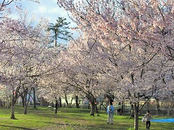 sakura2010-002.jpg