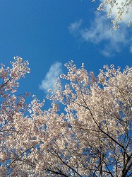 sakura2010.jpg