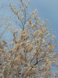 sakura11_02.jpg